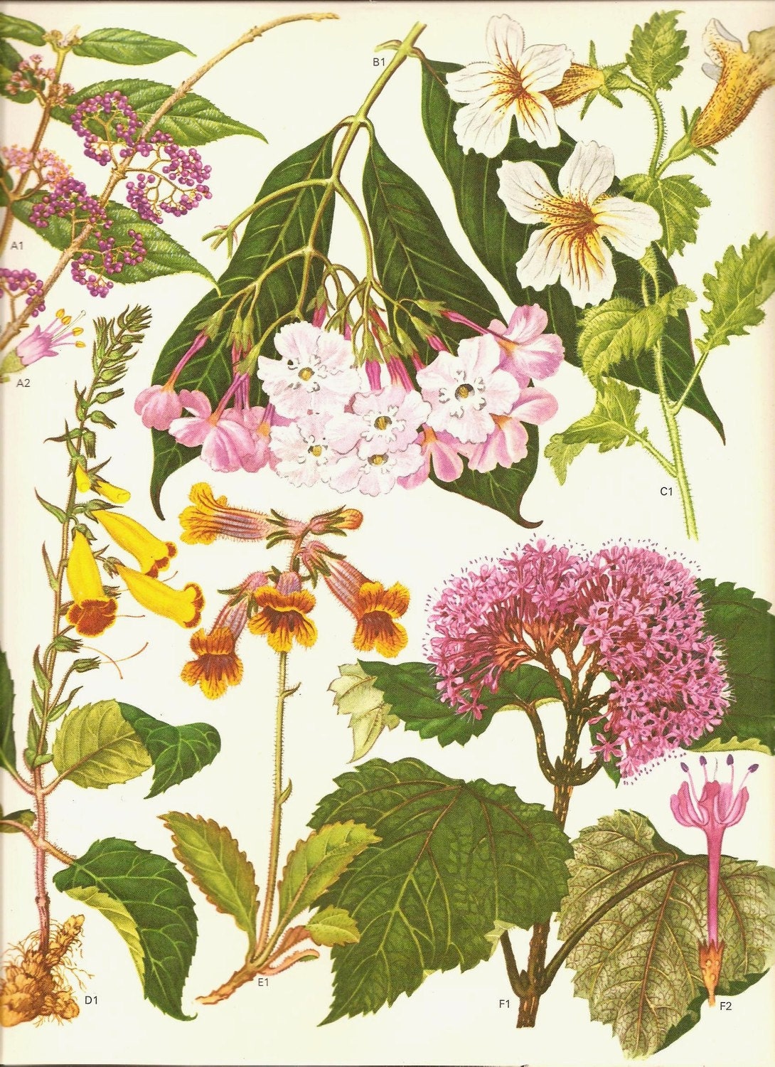 Vintage Botanical Print 1970 Color Art Print Wild Flowers Book Etsy