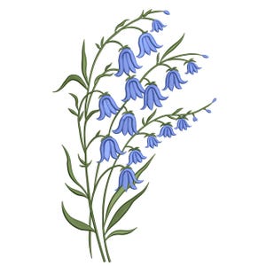 Pode incluir: Ilustração de flores de sinos. As flores azuis em forma de sino pendem de caules verdes com folhas verdes. O fundo é branco.