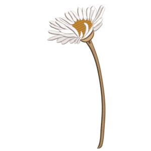 May include: A detailed illustration of a daisy, featuring white petals surrounding a yellow centre. The flower sits atop a curved brown stem, set against a plain white backdrop, accentuating the floral design.