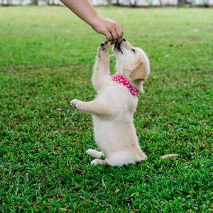 Op de afbeelding: Een crème-kleurige Golden Retriever-puppy met een roze polkadot-halsband staat op zijn achterpoten en reikt naar een hand. De puppy staat op een groene grasmat.