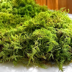 May include: Close-up of vibrant green moss, showcasing a dense, textured appearance. The moss appears fresh and lush, with varying shades of green and a natural, organic aesthetic. Ideal for crafting and decorative purposes.