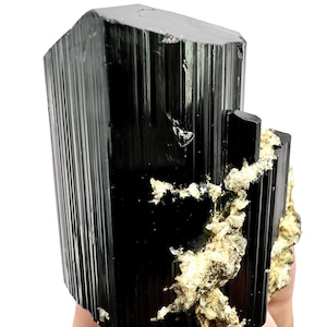 Puede incluir: Un gran espécimen de cristal de turmalina negra brillante que presenta profundas estrías verticales a lo largo de sus caras prismáticas. La estructura mineral oscura y opaca está acentuada por grupos de depósitos minerales cristalinos pálidos y translúcidos.