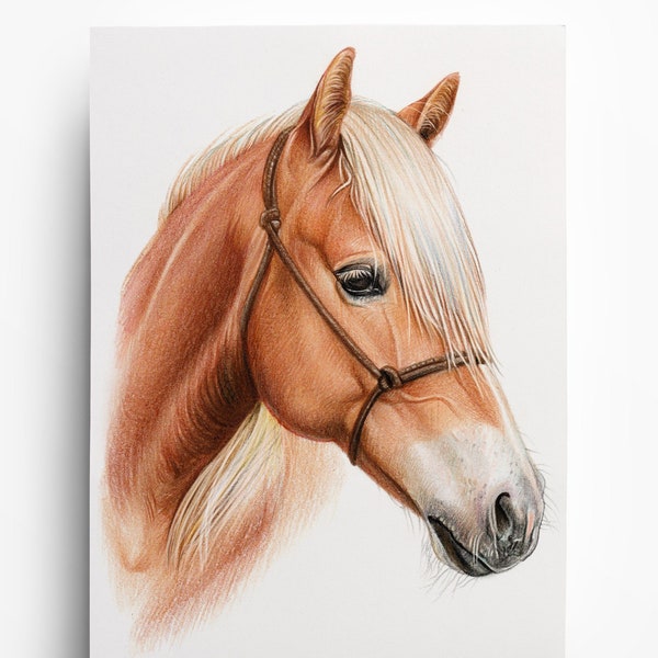 Pferdeportrait – BUNTSTIFT – ZEICHNUNG - Pferd malen lassen - Pferd - Pferde zeichnung farbig - Auftragszeichnung - handgezeichnet