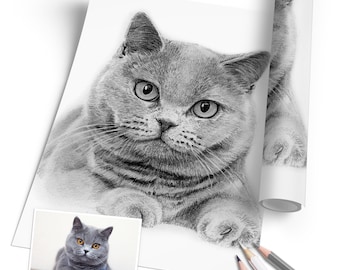 Dibujo de gato - LÁPIZ - DIBUJO - Pintar un gato - Dibujar un gato - Dibujado a mano - Dibujante de animales - Dibujo por encargo