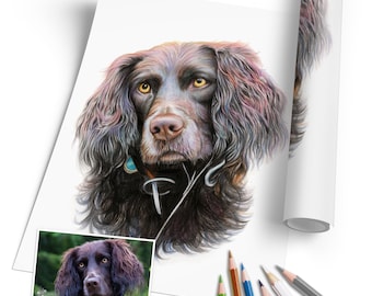 Retrato de perro - dibujo a lápiz de colores - coloreado - dibujo de perros - regalo amante de los perros - pintura de perros - retrato dibujado a mano