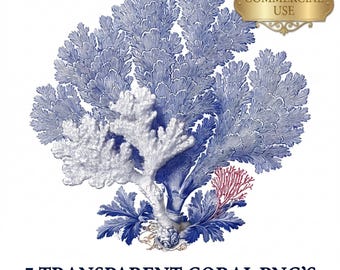 Koralle Clipart-Set, transparente PNG, Vintage nautische Küsten Illustrationen, Sea Life PNG