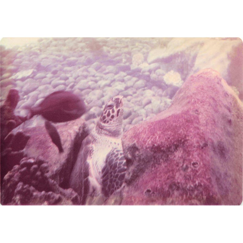 Vintage 1970s Hawaii Sea Turtle Boathouse Tour Lot of 8 Photos 3.5x5 image 7