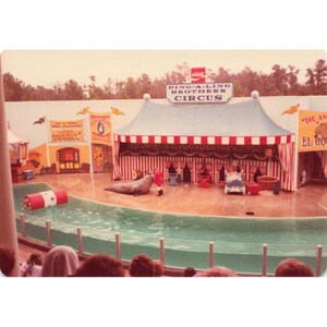 Lote de 4 fotos vintage de los años 70 del circo Ding-A-Ling Brothers, espectáculo secundario, acto de focas imagen 2