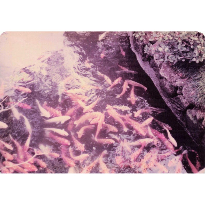 Vintage 1970s Byodo-In Temple Oahu Hawaii Buddha Photo Lot of 9 image 2