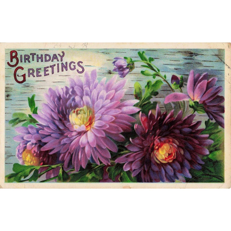 Vtg 1911 Birthday Greetings Postcard Purple Chrysanthemums Germany Serie 5500 image 1