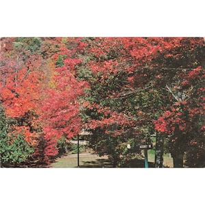 Vtg Montreat North Carolina Postcard Fall Coloring Lookout Road 1974 Postmark image 1