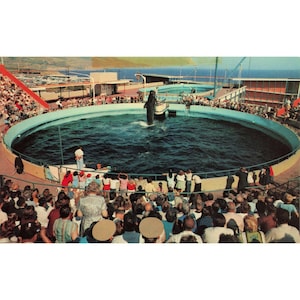 Marineland Pacific Whale Show Bimbo Chrome Postcard 1960 Golden West GW-271A image 1