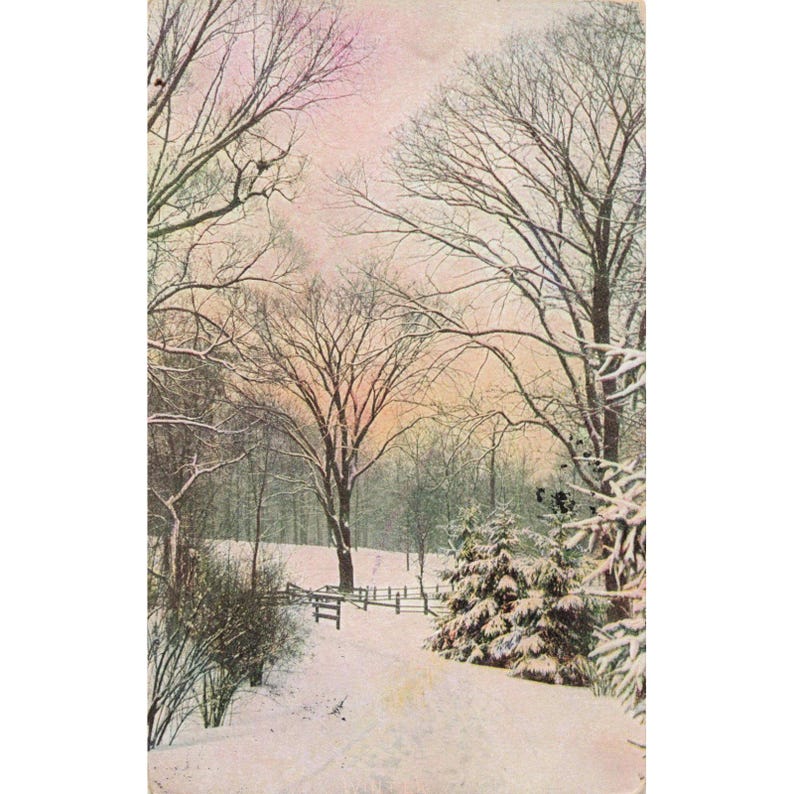 1907年 冬の雪景色 森 RPPC ポストカード ウィスコンシン州シェボイガン 1セント フランクリン切手 画像 1