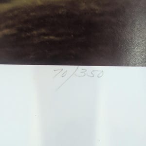 Sonia Torres Limited Ed signierter Kolibri Odontoglossum Crispum Künstlerdruck Bild 6