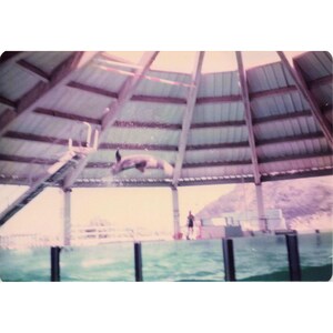 Vintage 1970s Sea Life Park Hawaii Dolphin Seal Show Lot of 6 Photos 3.5x5 image 4
