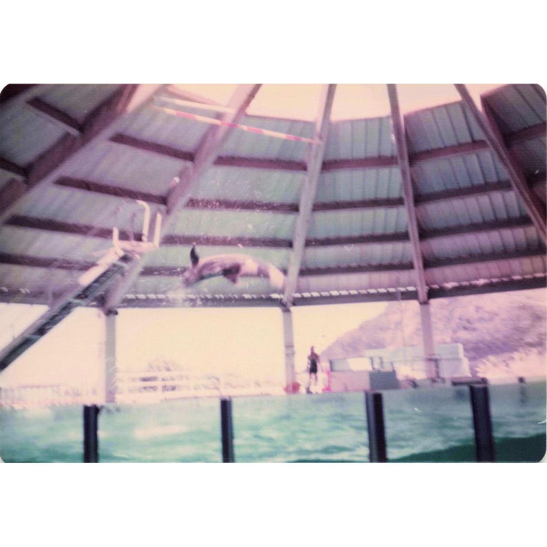 Vintage 1970s Sea Life Park Hawaii Dolphin Seal Show Lot of 6 Photos 3.5x5 image 4