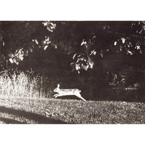 William H Tague, juego de 15 postales, Berkshires, Tanglewood, Leonard Bernstein, Naturaleza imagen 3