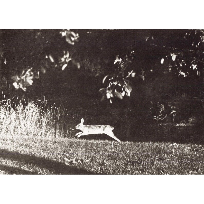 William H Tague, juego de 15 postales, Berkshires, Tanglewood, Leonard Bernstein, Naturaleza imagen 3