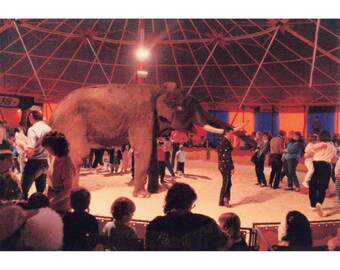 Vintage Found Photo Circus Elephant Tusks Big Top Tent Snapshot Original Color