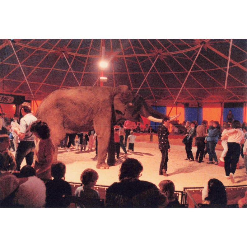 Vintage Found Photo Circus Elephant Tusks Big Top Tent Snapshot Original Color image 1