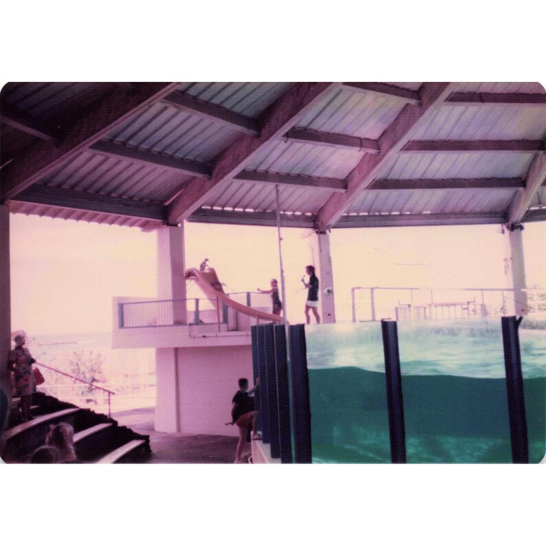 Vintage 1970s Sea Life Park Hawaii Dolphin Seal Show Lot of 6 Photos 3.5x5 image 2