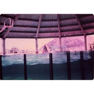 Vintage 1970s Sea Life Park Hawaii Dolphin Seal Show Lot of 6 Photos 3.5x5 image 3