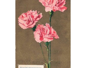 Rosa nejlikor, dikt från 1909, Evansville, New York, NY, antikt vykort, postat