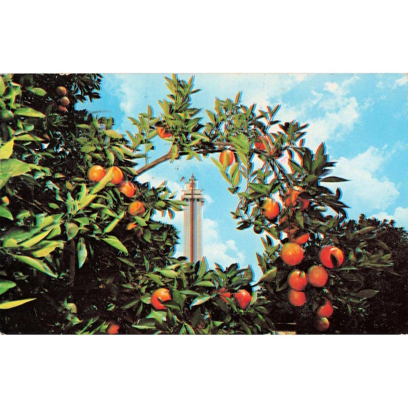 Vintage Citrus Tower Clermont Florida Vykort Apelsinträd 1976 Poststämpel VG bild 1