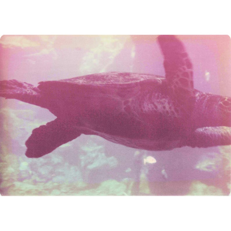 Vintage 1970s Hawaii Sea Turtle Boathouse Tour Lot of 8 Photos 3.5x5 image 6