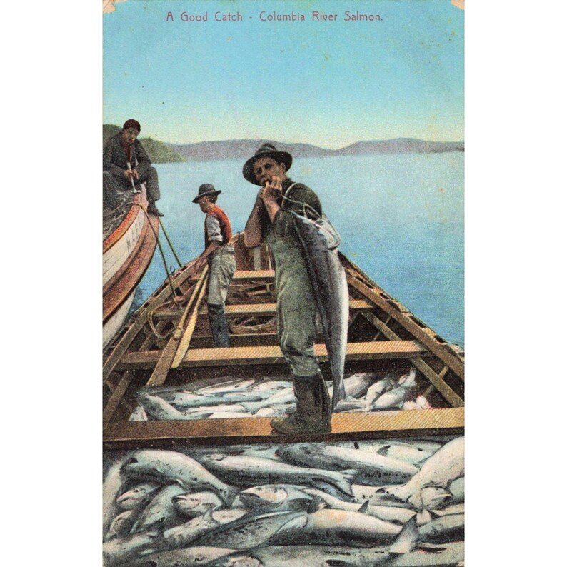 Vintage A Good Catch Columbia River Salmon Postcard JK Gill Co Made in Germany image 1