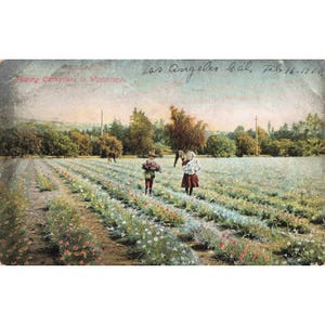 Cartão-postal antigo de 1910 de Los Angeles, CA, colhendo cravos em um campo. Verso dividido. Em bom estado de conservação. imagem 1