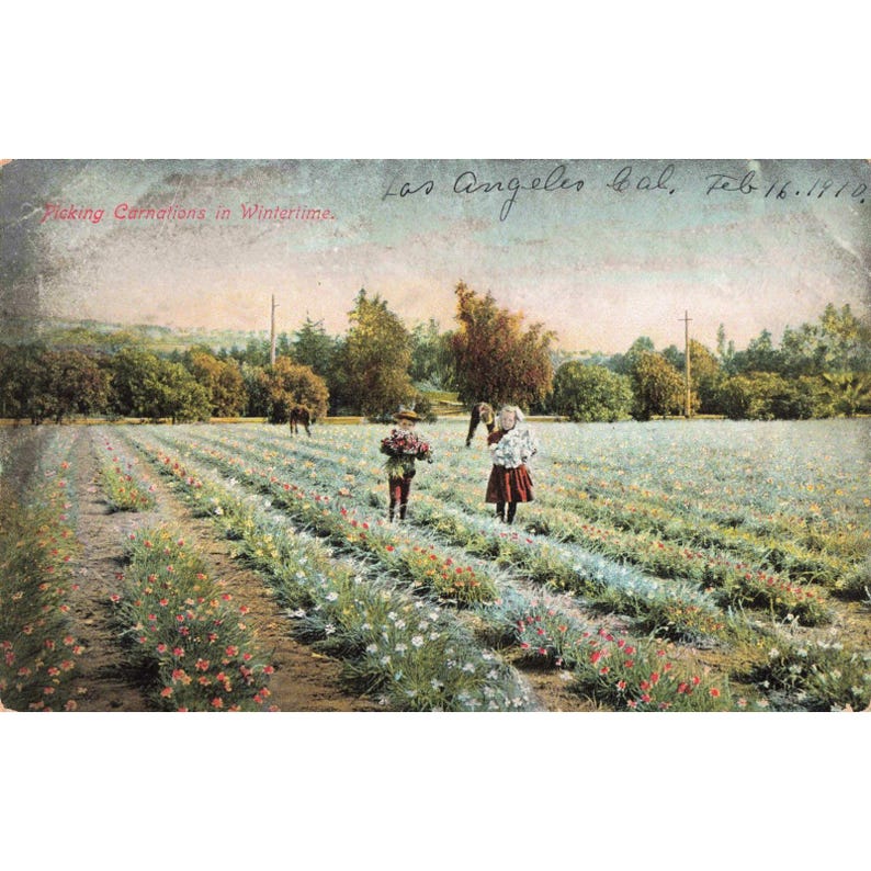 Cartão-postal antigo de 1910 de Los Angeles, CA, colhendo cravos em um campo. Verso dividido. Em bom estado de conservação. imagem 1