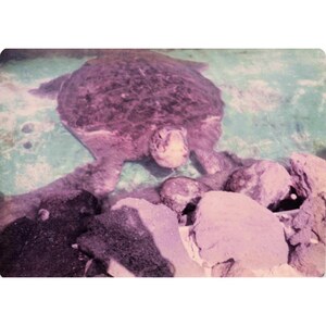 Vintage 1970s Hawaii Sea Turtle Boathouse Tour Lot of 8 Photos 3.5x5 image 8