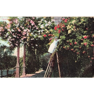 Vintage Postkarte „Rosen rundherum“ von 1911, Newman Post Card Co., B115, sehr guter Zustand Bild 1