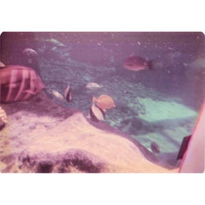 Vintage 1970s Hawaii Sea Turtle Boathouse Tour Lot of 8 Photos 3.5x5 image 5