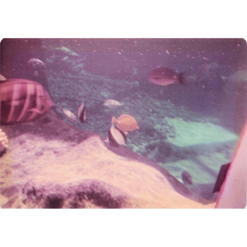 Vintage 1970s Hawaii Sea Turtle Boathouse Tour Lot of 8 Photos 3.5x5 image 5