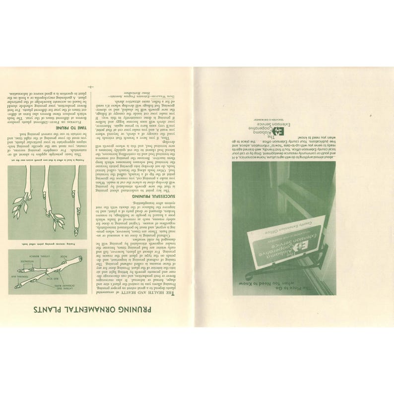 Pruning Ornamental Plants Alabama Cooperative Extension Circular ANR-258 Auburn image 3