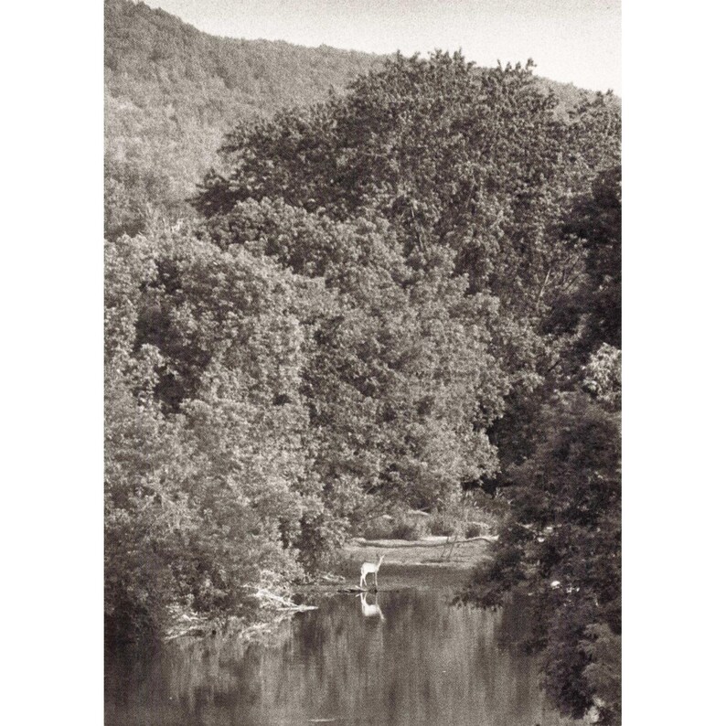 William H Tague, juego de 15 postales, Berkshires, Tanglewood, Leonard Bernstein, Naturaleza imagen 5