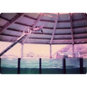 Vintage 1970s Sea Life Park Hawaii Dolphin Seal Show Lot of 6 Photos 3.5x5 image 6