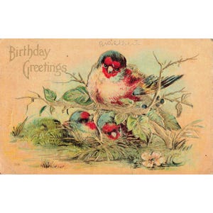 Antique Birthday Greetings Postcard Birds Nest 1905 Union NY Postmark Embossed image 1