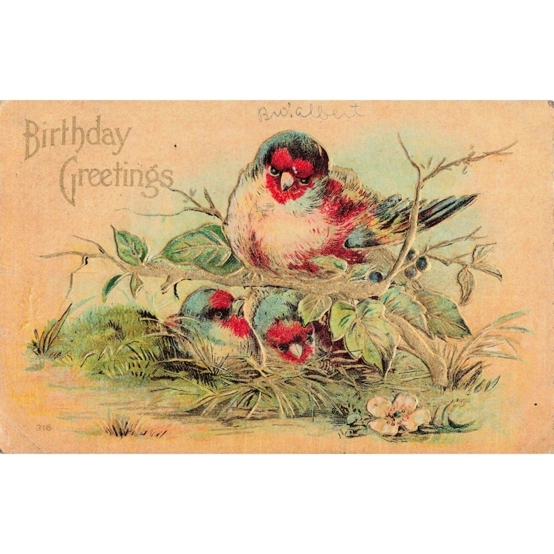 Antique Birthday Greetings Postcard Birds Nest 1905 Union NY Postmark Embossed image 1