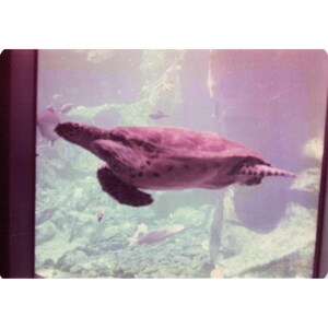 Vintage 1970s Hawaii Sea Turtle Boathouse Tour Lot of 8 Photos 3.5x5 image 1