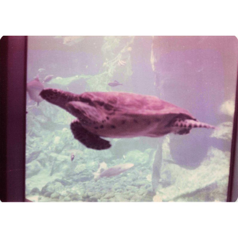 Vintage 1970s Hawaii Sea Turtle Boathouse Tour Lot of 8 Photos 3.5x5 image 1