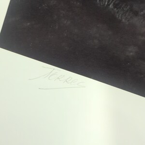 Sonia Torres Limited Edition, Numbered, Signed White Tiger Artist's Print image 7