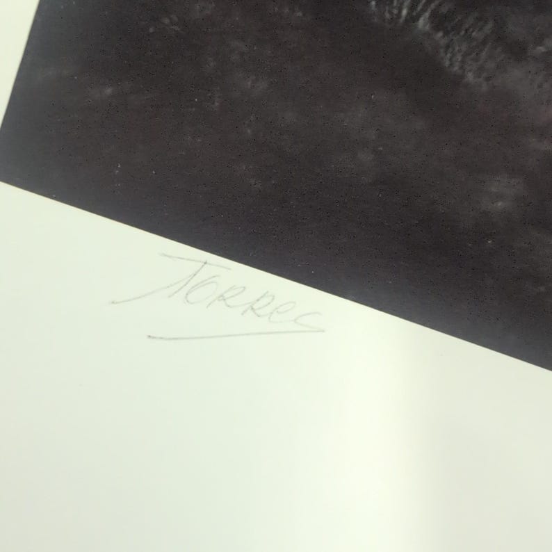 Sonia Torres Limited Edition, Numbered, Signed White Tiger Artist's Print image 7