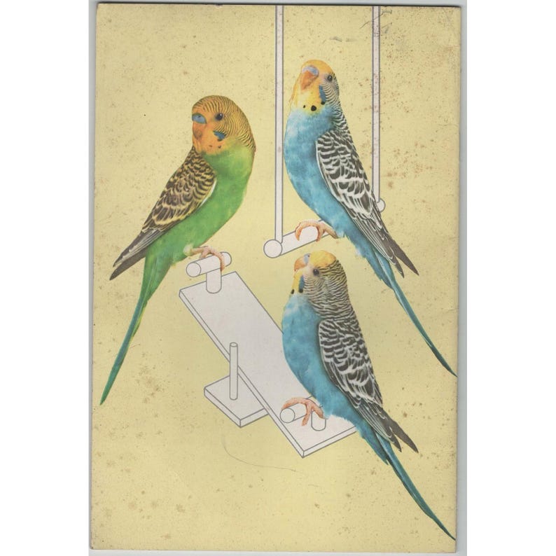 Everything about Parakeets Budgies 1953 Hartz Mountain Milton R North Manual image 2