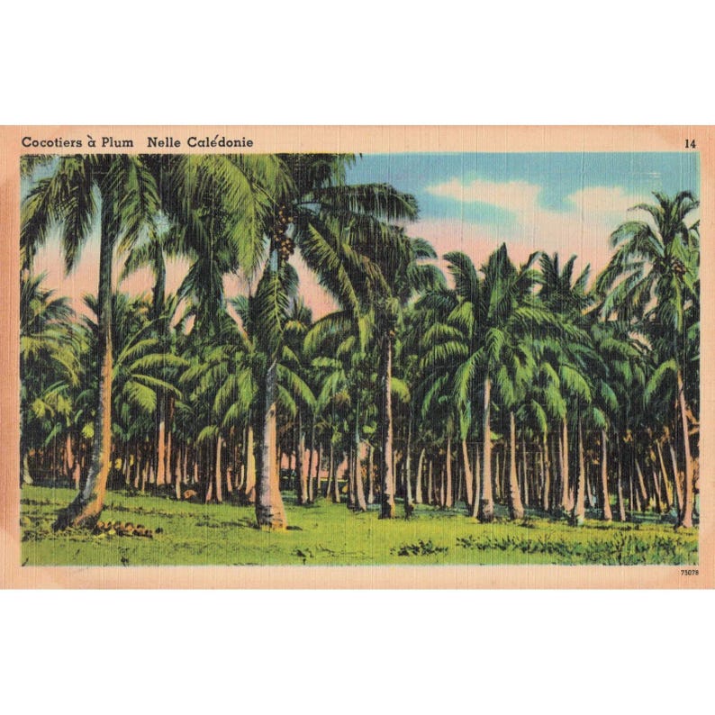 Vintage 1940's Carte Postale Postcard New Caledonia Palm Trees Scenic View image 1