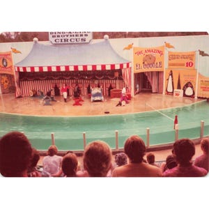 Lote de 4 fotos vintage de los años 70 del circo Ding-A-Ling Brothers, espectáculo secundario, acto de focas imagen 1