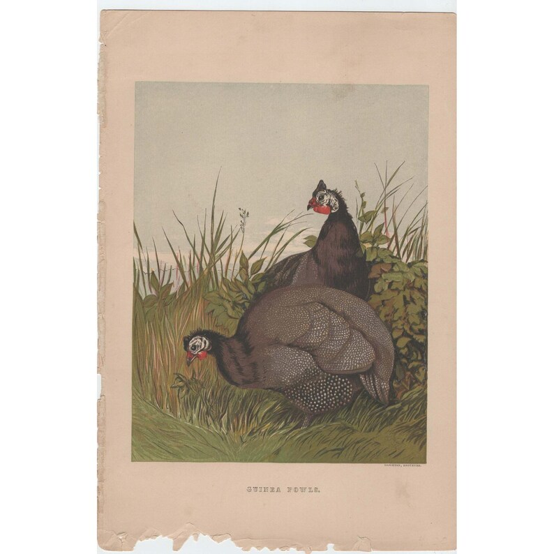 Litografía a color vintage de gallinas de Guinea de Leighton Brothers. Estampado de aves antiguo. imagen 1