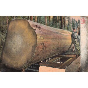 Vintage Oregon Big Stick Logging Postcard J.K. Gill Co M. Rieder Germany No 4014 image 1